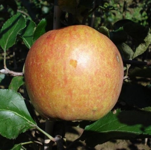 Appel 'Rubinstar'  - Malus domestica 'Rubinstar'