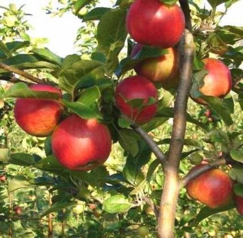 Appel 'Santana' - halfstam bomen kweken