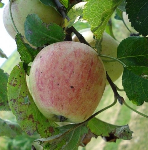 Appelboom 'Sijden Hempje' met vruchten
