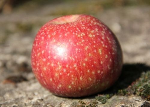 Appel 'Ster'  - Malus domestica 'Sterappel'