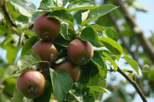 Appel 'Summerred' - Malus domestica 'Summerred'