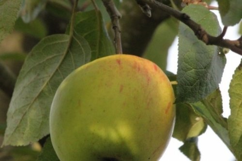 Appel 'Sweet Caroline'  - Malus domestica 'Sweet Caroline'