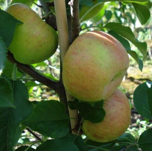 Appel "Topaz" - Malus domestica 'Topaz'