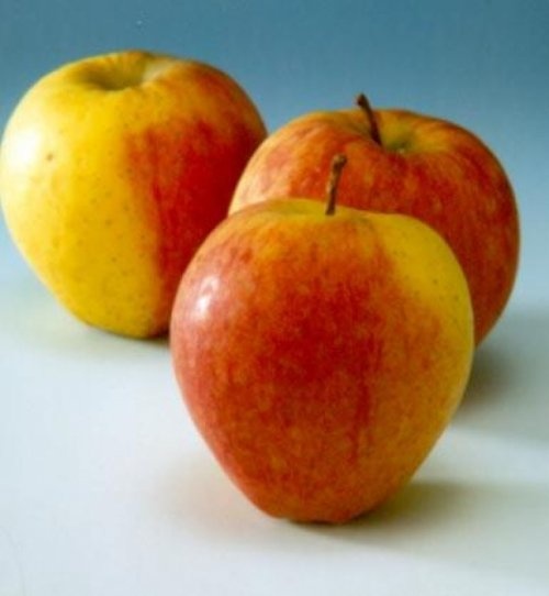 Appel 'Tydeman's Early'