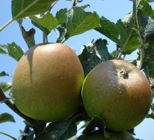 Appel "Winston"  - Malus domestica 'Winston'