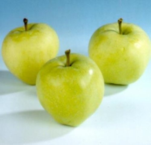 Appel "Yellow Transparent"  - Malus domestica 'Yellow Transparent'