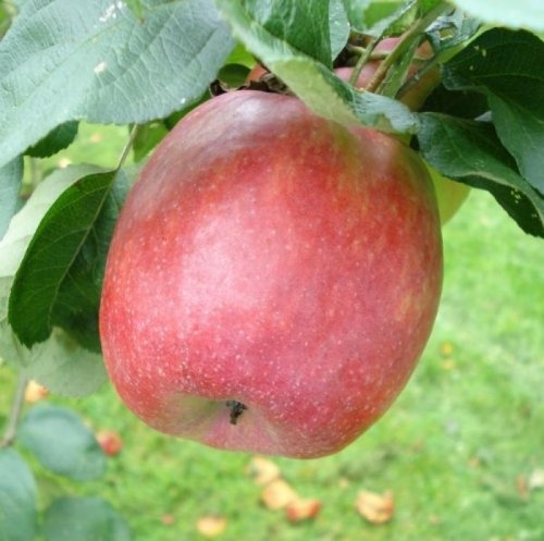 Appel "Zigeunerin"  - Malus domestica 'Zigeunerin'