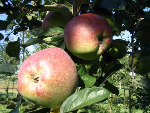 Appel 'Zoete Ermgaard'  - Malus domestica 'Zoete Ermgaard'