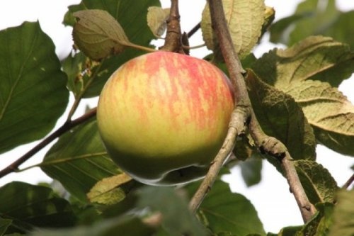 Appel 'Zoete Kroon' - Malus domestica 'Zoete Kroon'