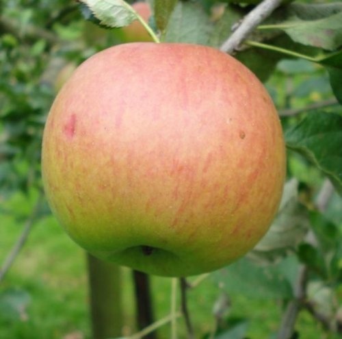 Appel "Zoete Oranje" - Malus domestica 'Zoete Oranje'