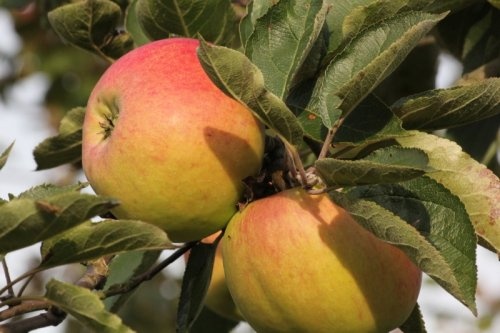 Malus 'Notarisappel', meerstammige boom