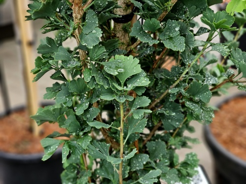 Japanse Notenboom 'Menhir' beveerde boom