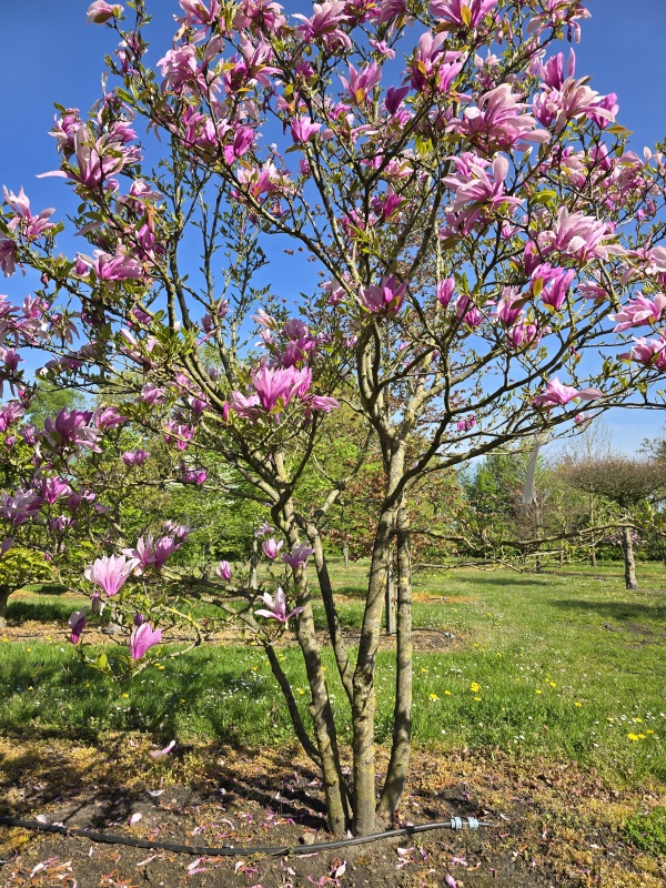 Magnolia