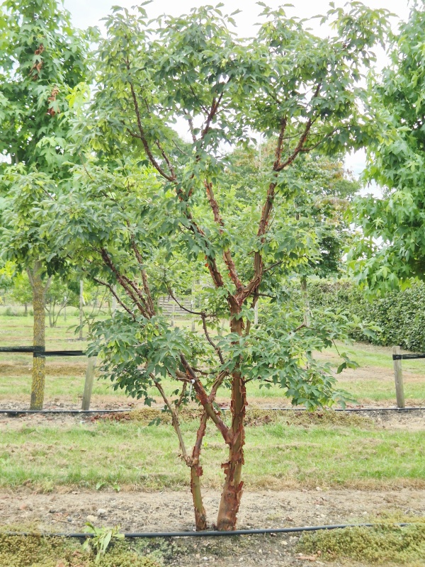 Zimtahorn