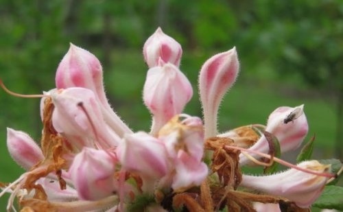 Azalea 'Fanny' - Rhododendron (AP)  'Fanny'