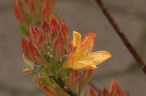 Azalea 'Fireball' - Rhododendron (AK)  'Fireball'