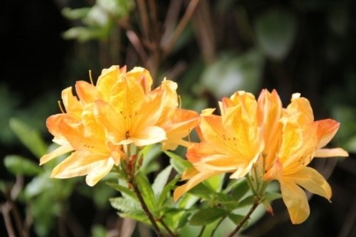 Azalea 'Golden Sunset' - Rhododendron (AK)  'Golden Sunset'