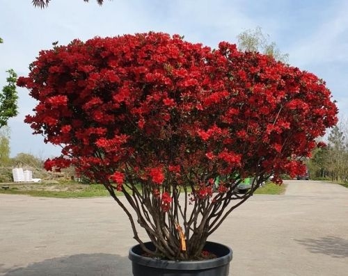 Bloesem rood azalea rhododendron