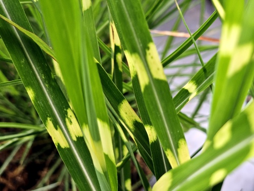 Prachtriet 'Strictus' met mooi bont blad.