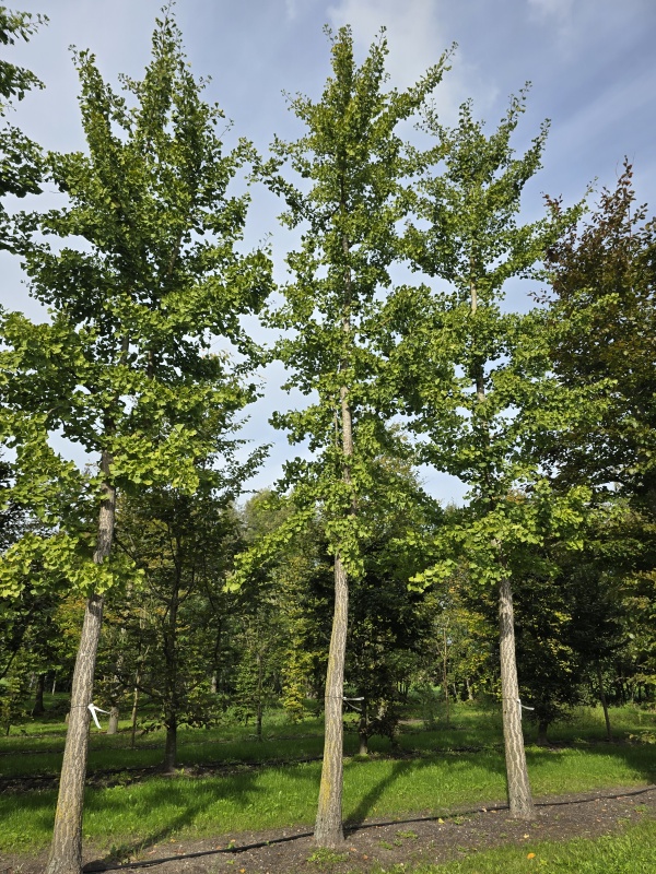 Tempelboom of Eendenpootboom