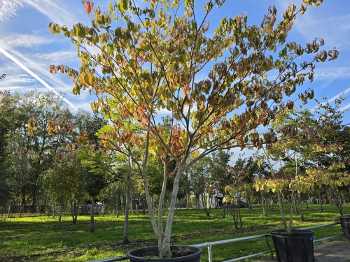 Cornus controversa meerstam met lichte kroon