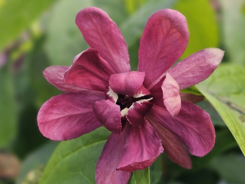 Specerijstruik  'Hartlage Wine' bloemen in juni
