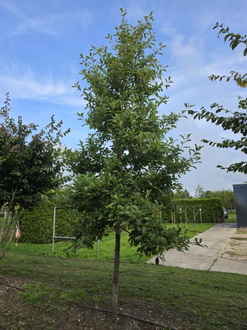 Zwarte tupeloboom 'Wildfire'