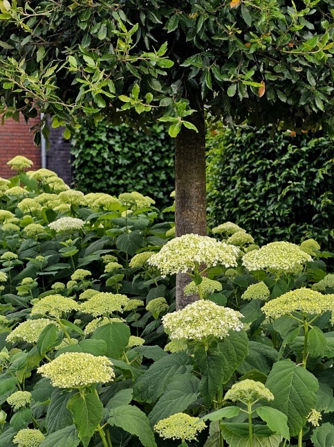 Hortensia 'Incrediball' Strong Annabelle in juni