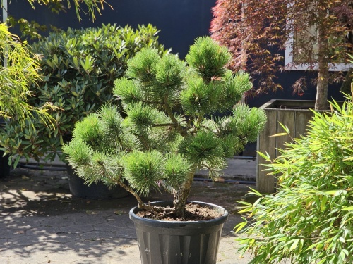 Pinus nigra 'Nana', Dwerg Oostenrijkse den 'Nana'