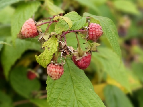 Framboos 'Autumn Bliss' - Rubus idaeus 'Autumn Bliss'