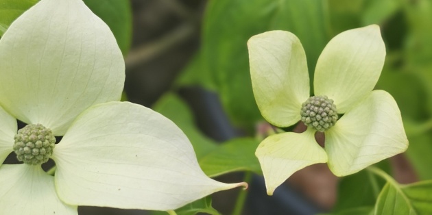 Wat is een heester? Alles over het verschil tussen struiken, bomen en vaste planten