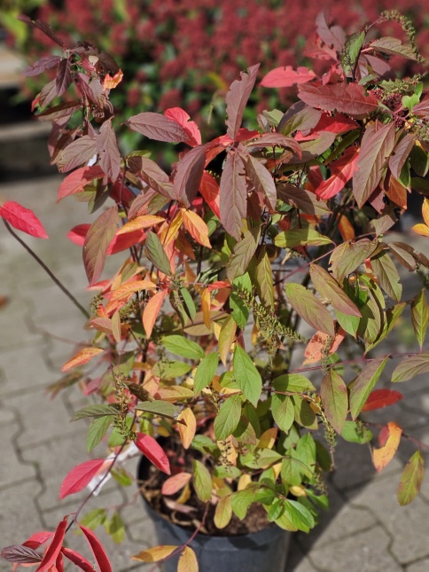 Bloemwilg in herfstkleuren