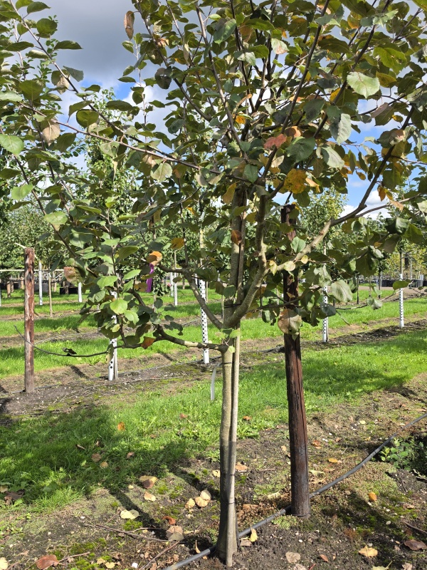 Appel 'Schone van Boskoop'