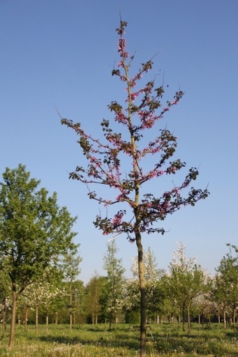 Judasboom 'Tennesee Pink' met roze bloemen