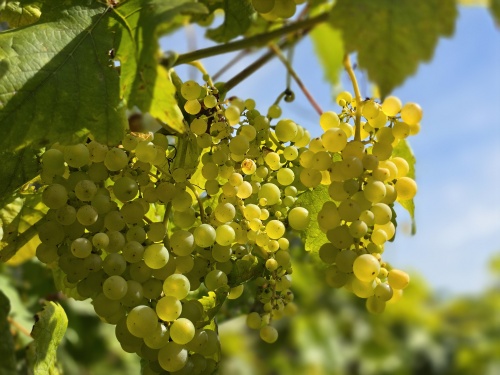 Witte druiventrossen 'Vroege van der Laan'