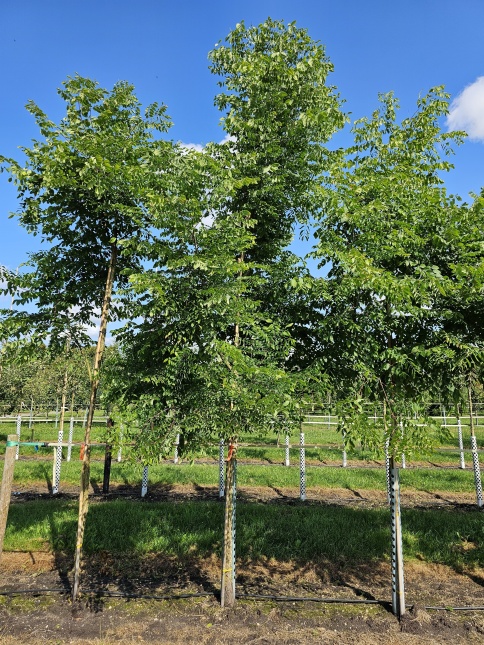 Doodsbeenderenboom in tuin