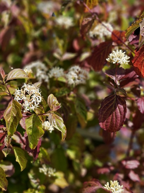 Kornoelje 'Winter Beauty' mei
