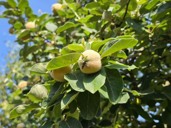 Appelvormige Kweepeer