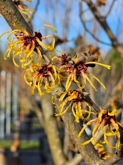 Hamamelis mollis bloeit en geurt in de wintermaanden.