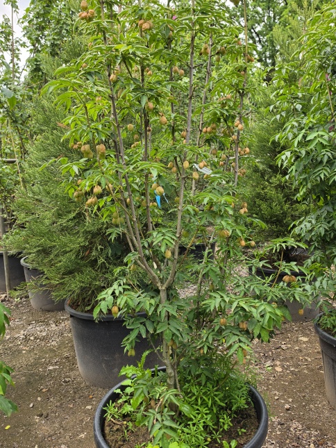 Pimpernoot - Staphylea colchica