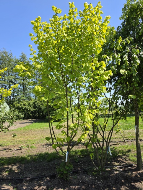 Corylus avellana 'Aurea' .  De goudhazelaar met goud geel blad in de uitloopfase.