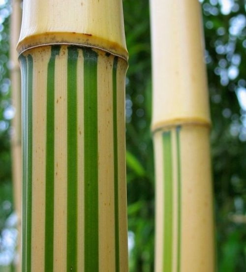 Phyllostachys vivax 'Aureocaulis' leveren wij in één potmaat maar is een betrouwbare, snelle groeier