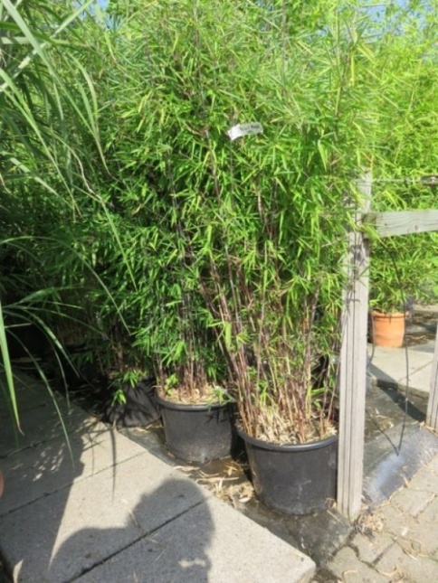 Wij leveren Black Pearl bamboe in verschillende maten in potten.