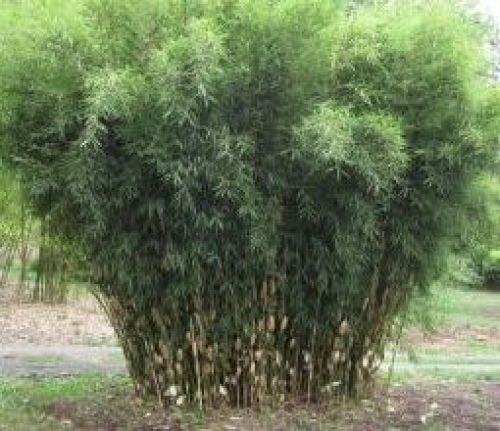 Japanse bamboe 'Campbell' wordt maximaal zo'n 4 meter hoog