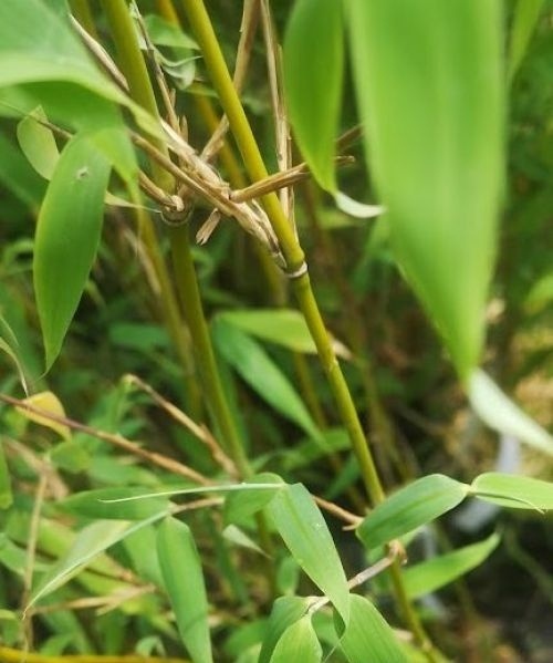 Fargesia murieliae 'Deep Forest'