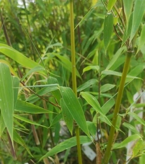 Bamboe 'Ivory Ibis', Fargesia 'Ivory Ibis' kopen