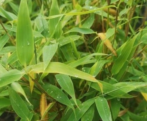 Fargesia murieliae 'Simba'