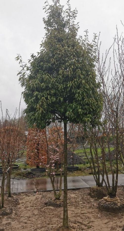 Bamboebladige Eik - Quercus myrsinifolia