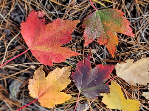 Acer rubrum 'Brandywine' blad herfst