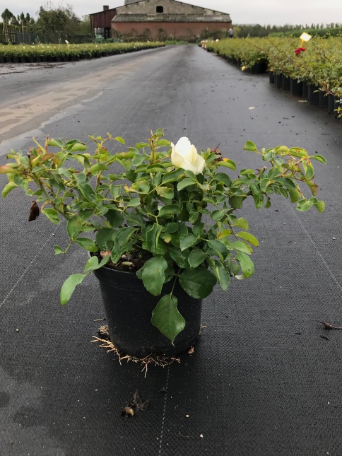 Heesterroos 'White Meidiland'
